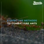 5 Effective Methods to Combat Fire Ants