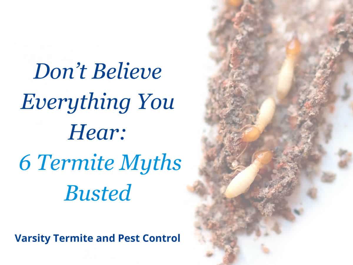 Don´t Believe Everything You Hear 6 Termite Myths Busted
