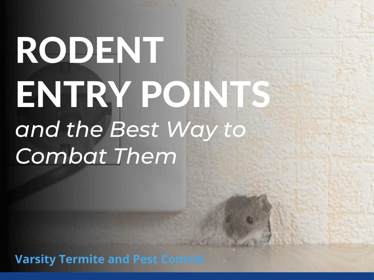 Rodent Entry Points and the Best Way to Combat Them