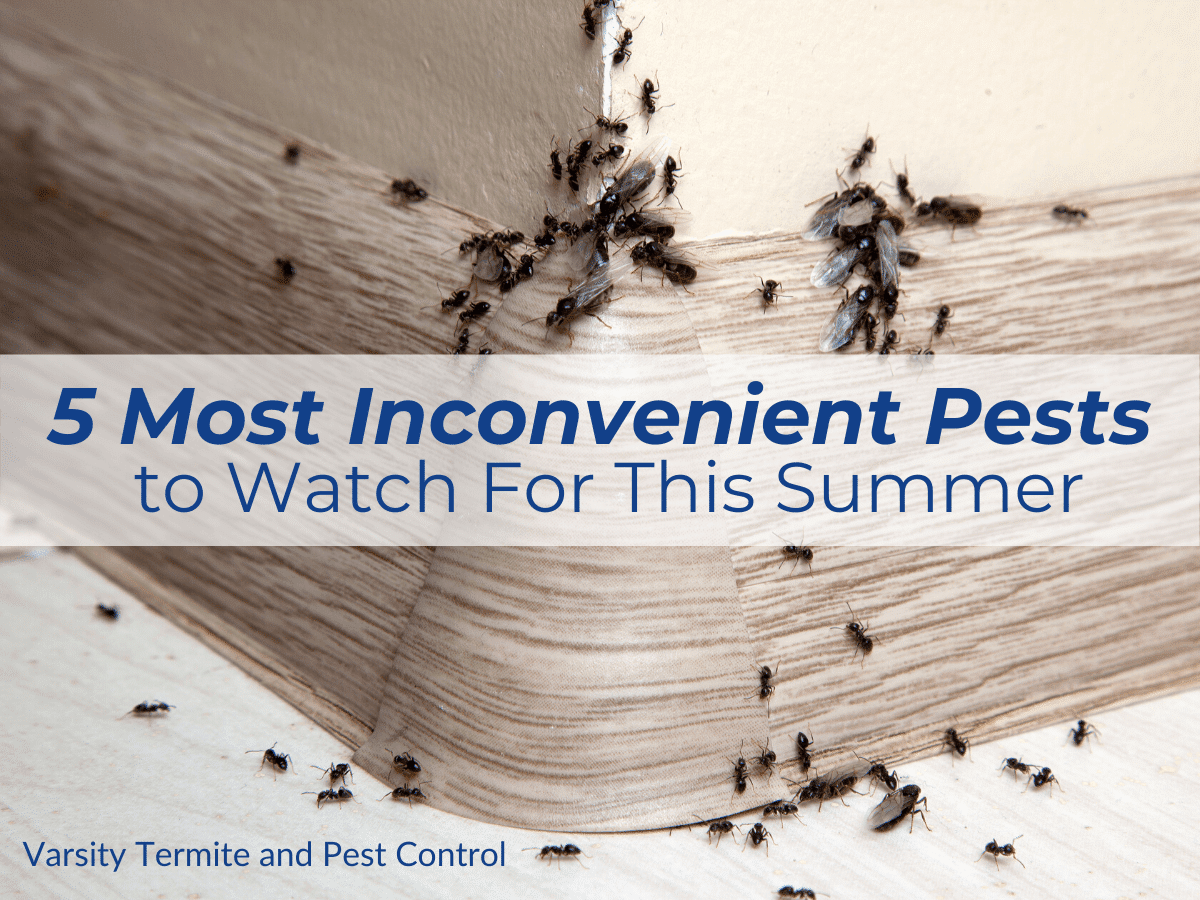 5 Most Inconvenient Pests to Watch For This Summer