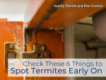 Check These 6 Things to Spot Termites Early On