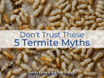 Don't Trust These 5 Termite Myths