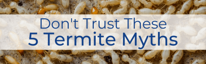 Don't Trust These 5 Termite Myths