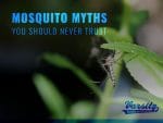 mosquito-myths-you-should-never-trust