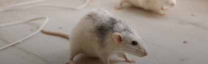 Life-Threatening Issues Caused by a Mice Infestation