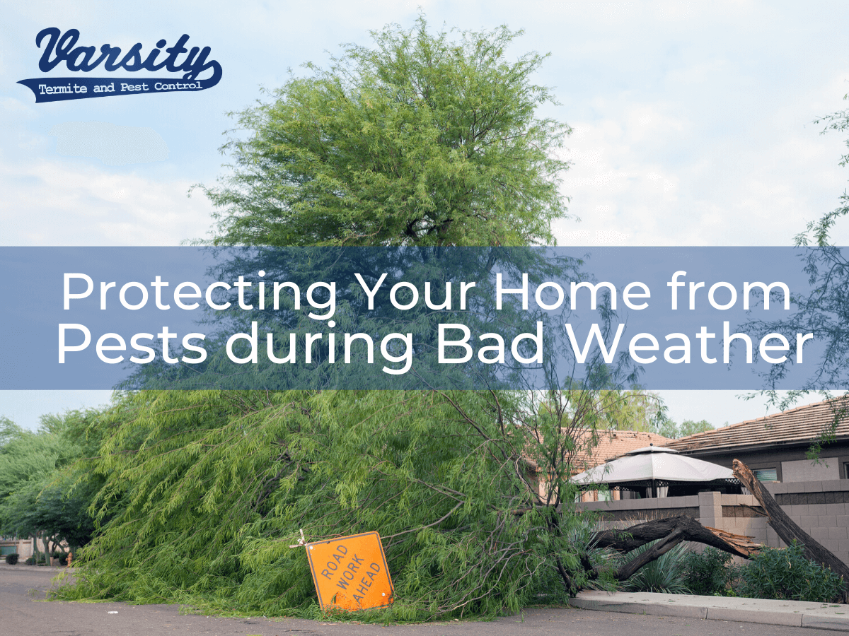 Protecting Your Home from Pests during Bad Weather