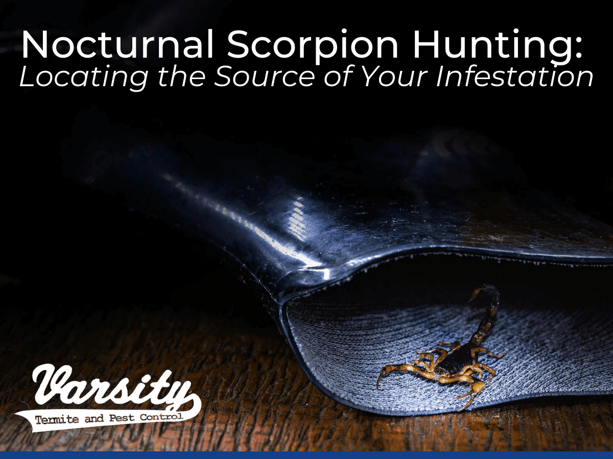 Locating Nocturnal Scorpion Infestations in Hidden Areas