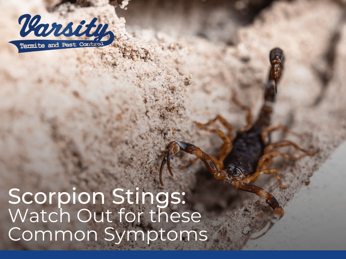 Scorpions in the Desert & Common Sting Symptoms to Look Out for