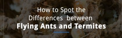 How to Spot the Differences between Flying Ants and Termites