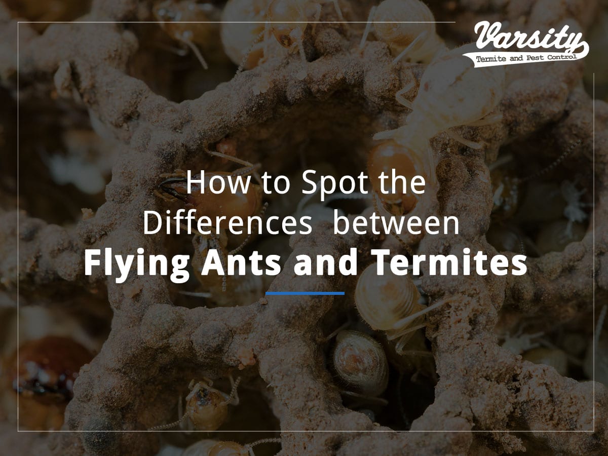 How to Spot the Differences between Flying Ants and Termites