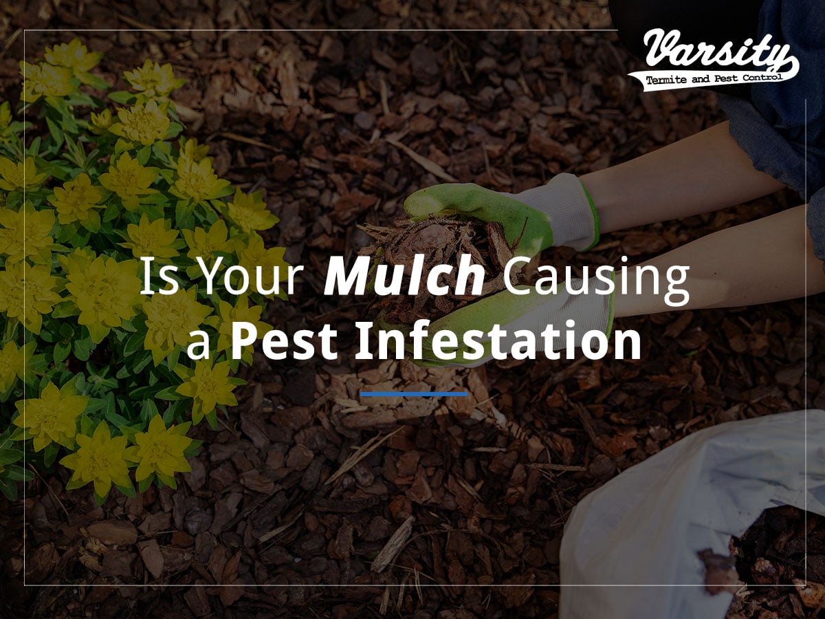 Is Your Mulch Causing a Pest Infestation