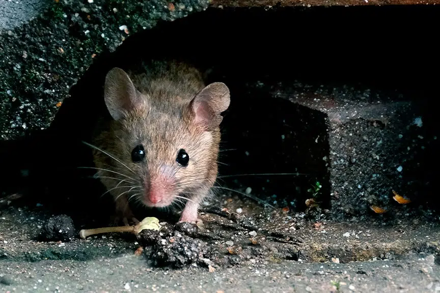 Pest Control Company Specializing In Mice Removals From Tempe Properties