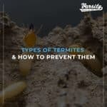 Types Of Termites & How To Prevent Them