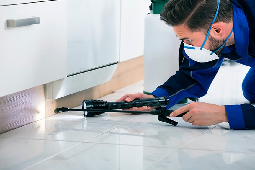 Affordable Rat and Mice Exterminators In Maricopa