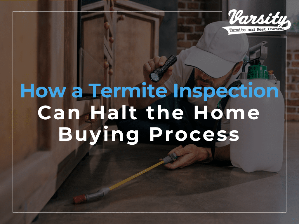 How a Termite Inspection Can Halt the Home Buying Process