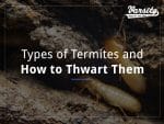 Types of Termites and How to Thwart Them