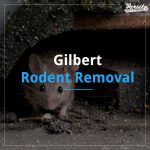Gilbert Rodent Removal