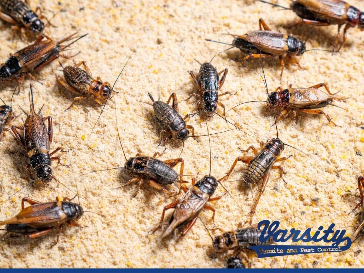 A bunch of crickets on the floor about to be exterminated with tips from Varsity Pest Control blog