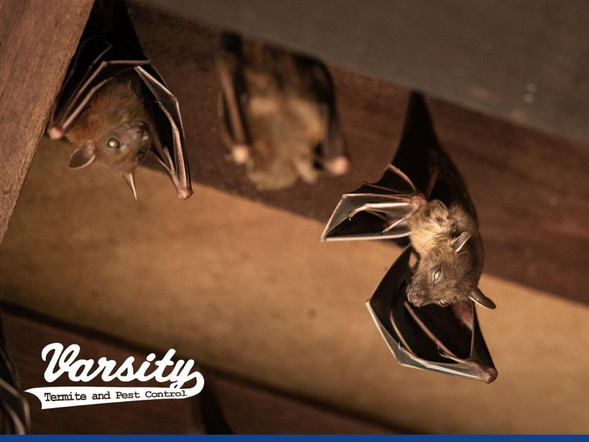 Bats in the attic