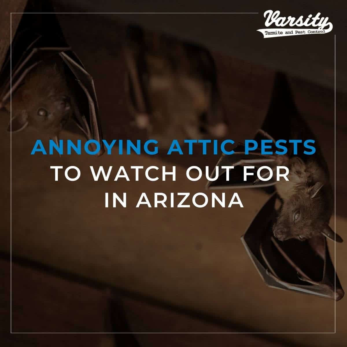 Annoying Attic Pests to Watch Out for in Arizona