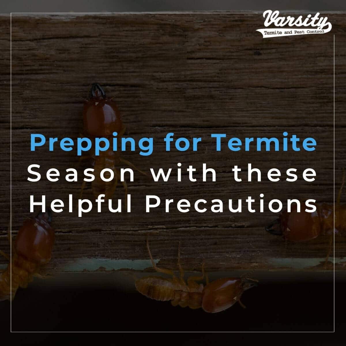 Prepping for Termite Season with these Helpful Precautions