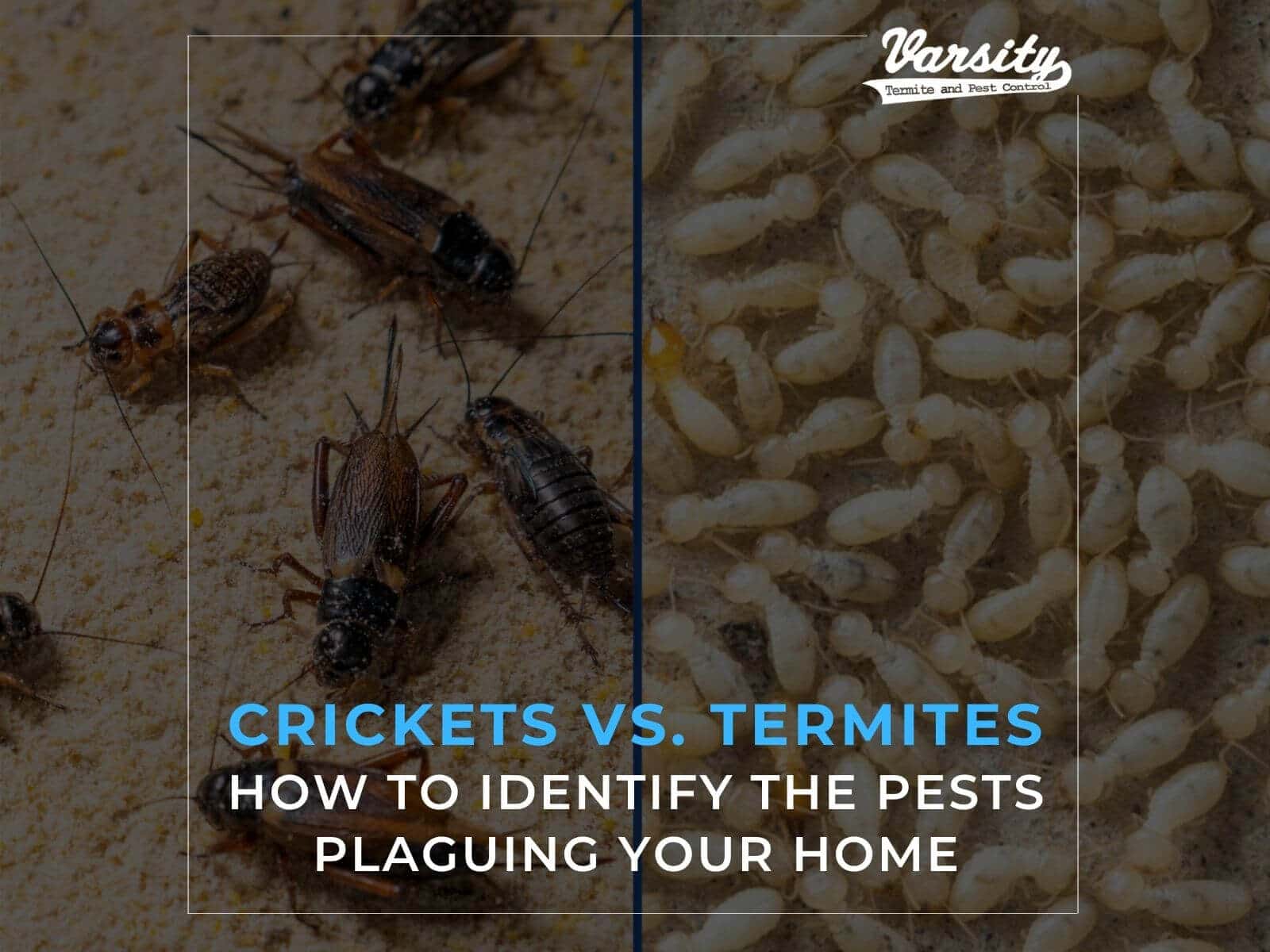 Crickets vs. Termites: How to Identify the Pests Plaguing Your Home