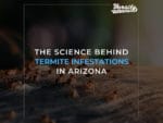 The Science Behind Termite Infestations in Arizona