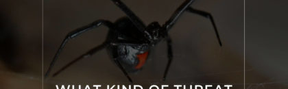 What Kind of Threat Do Spiders Pose around Your Home?