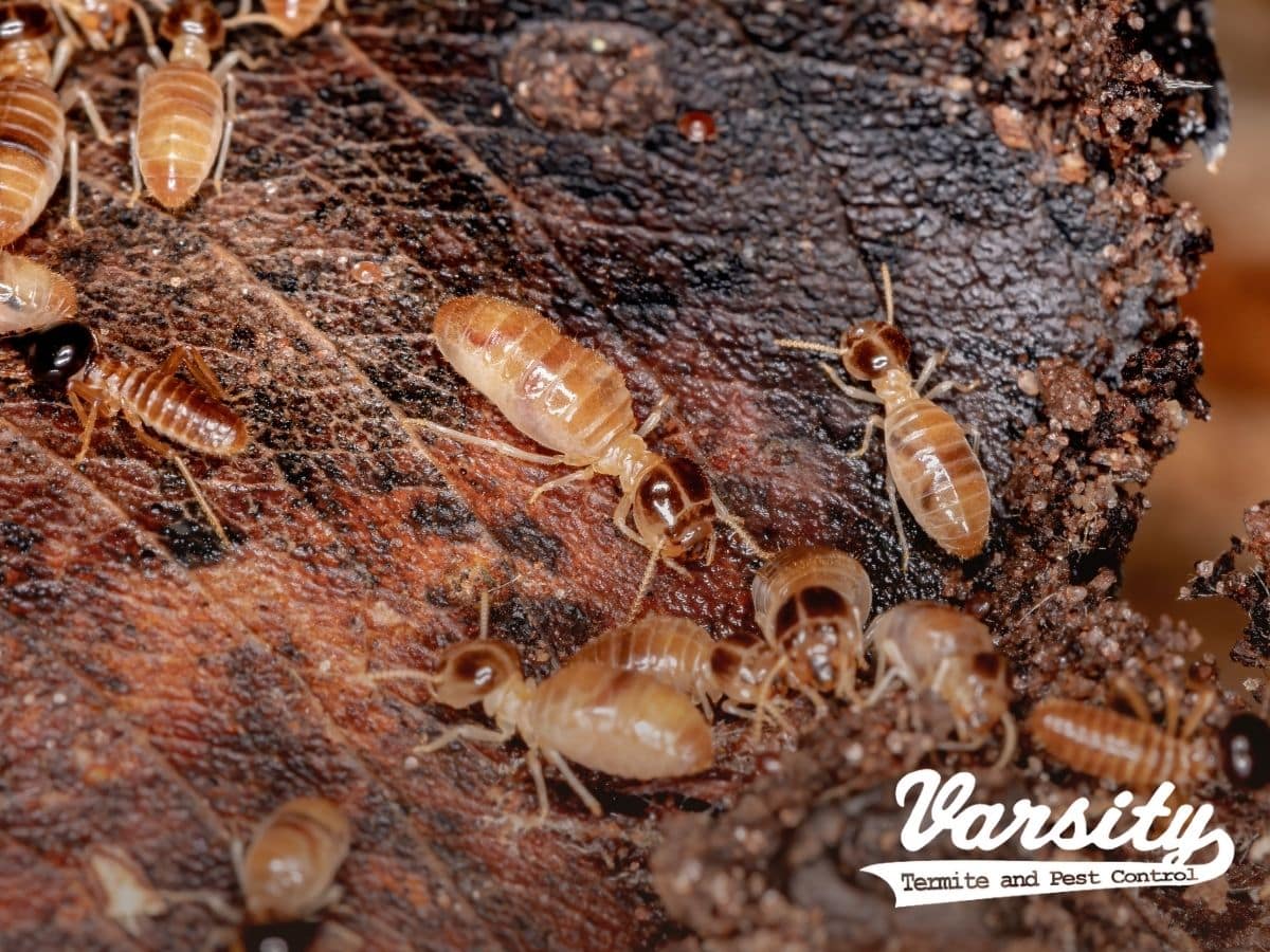 Eco-Friendly Pest Control Methods For Termites In Arizona