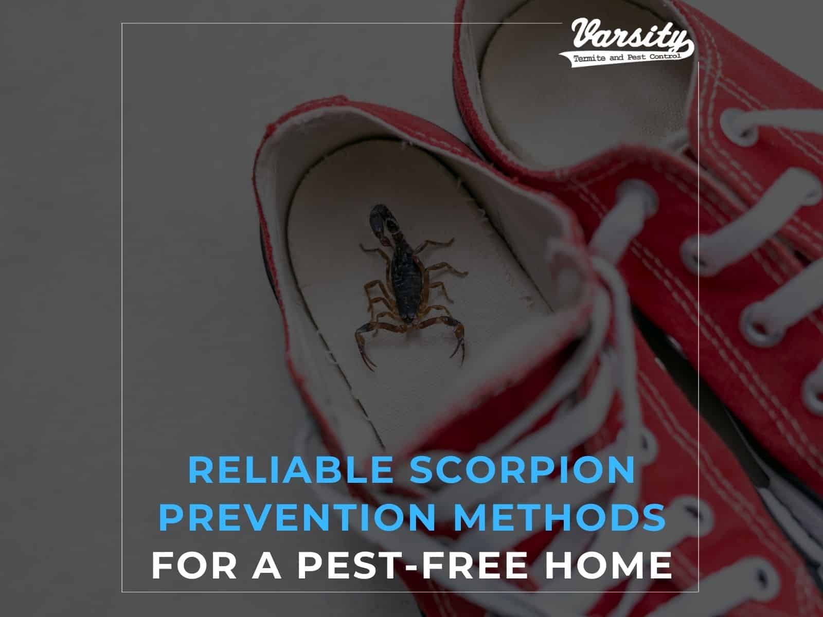 Reliable Scorpion Prevention Methods For A Pest-Free Home