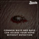 Common Ways Bed Bugs Can Access Your Home without Detection