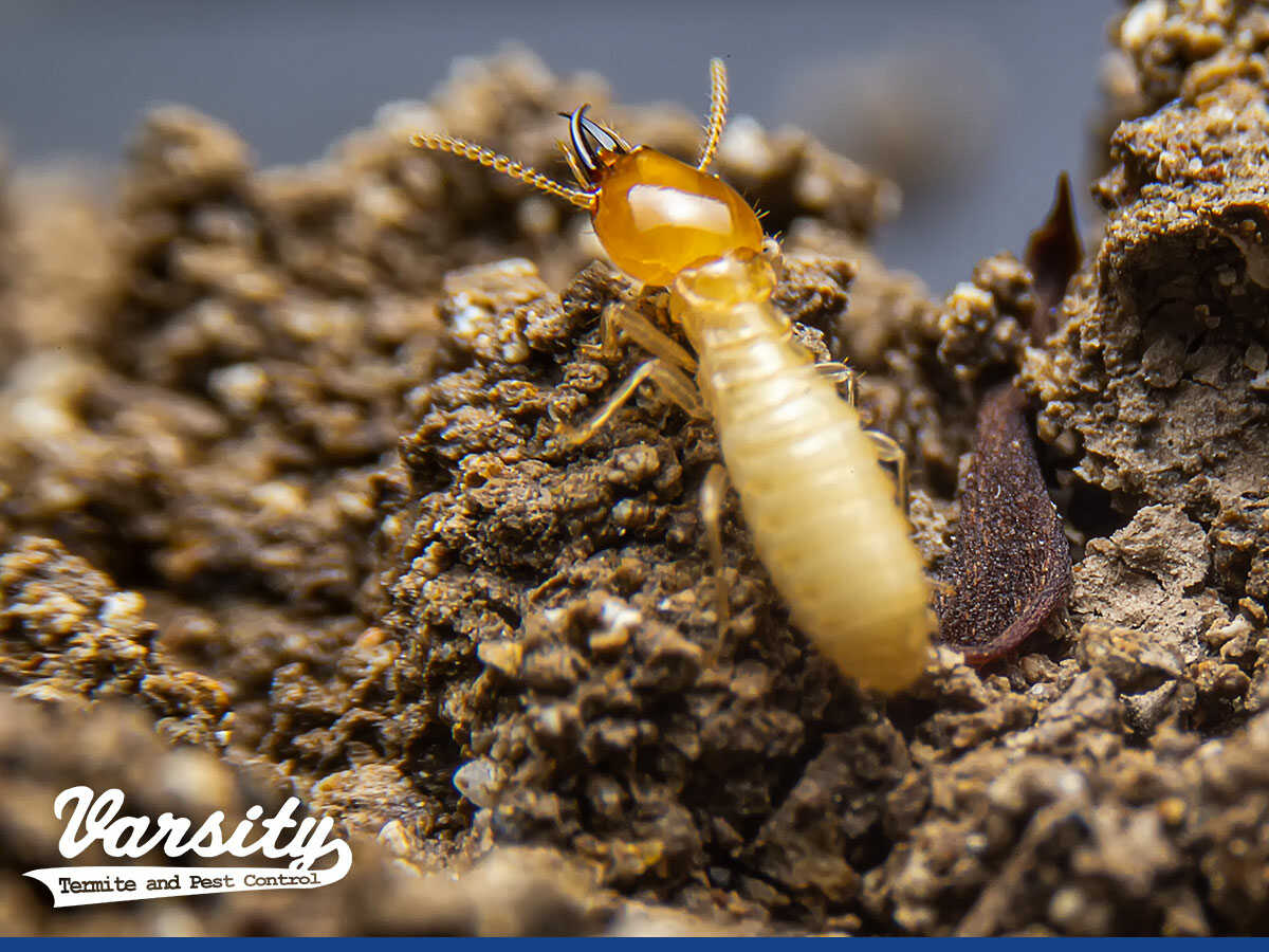 How To Protect Your Home From Termites In Phoenix, AZ