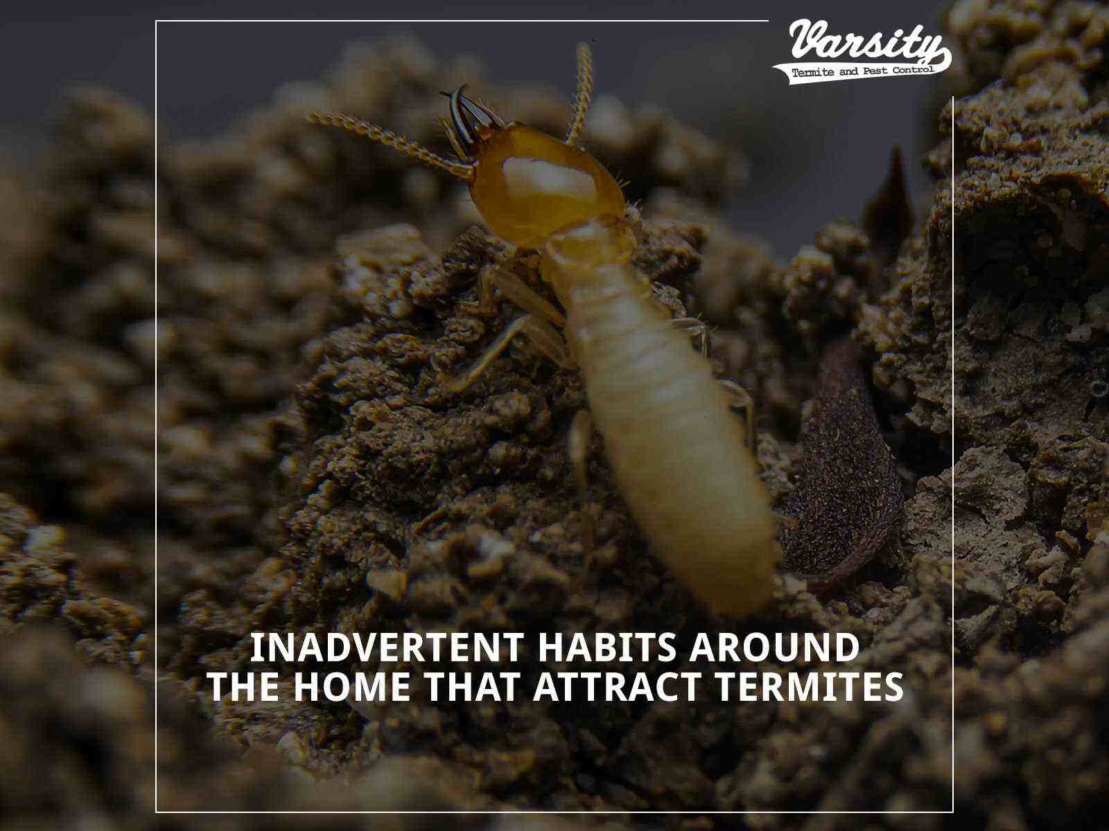 Inadvertent Habits Around The Home That Attract Termites