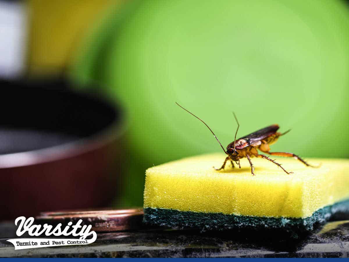 Regular Cleaning Tips For Productive & Lasting Pest Prevention in Phoenix, AZ