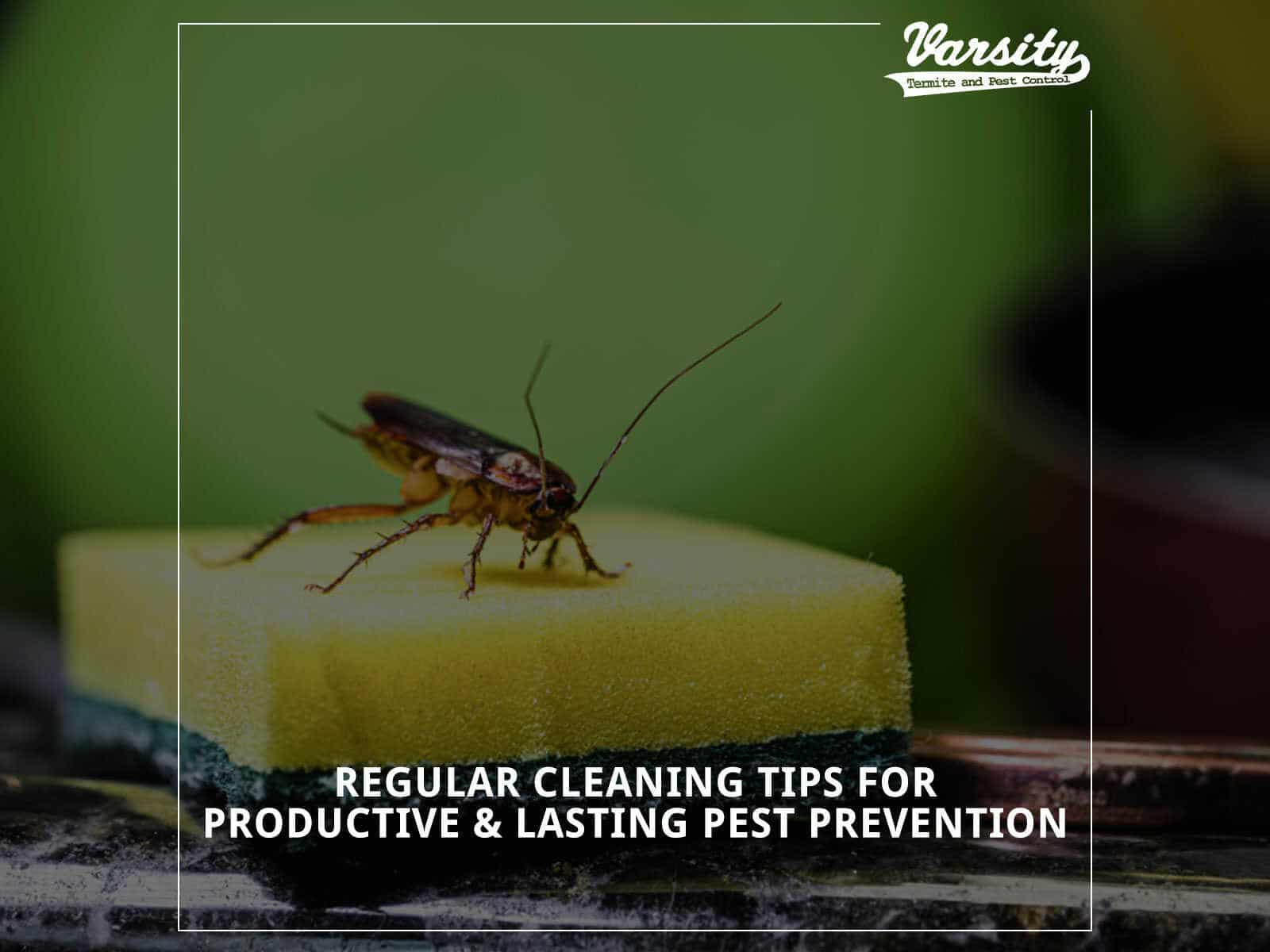 Regular Cleaning Tips For Productive & Lasting Pest Prevention
