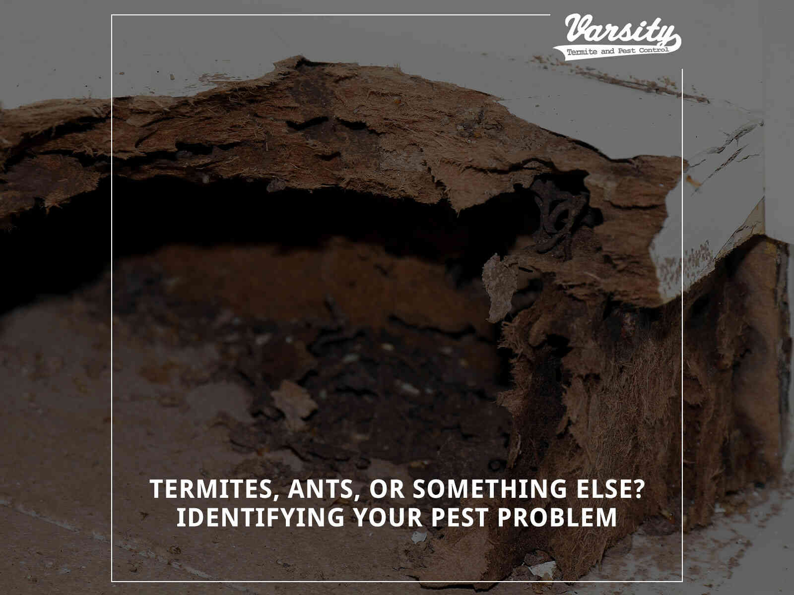 Termites, Ants, Or Something Else? Identifying Your Pest Problem