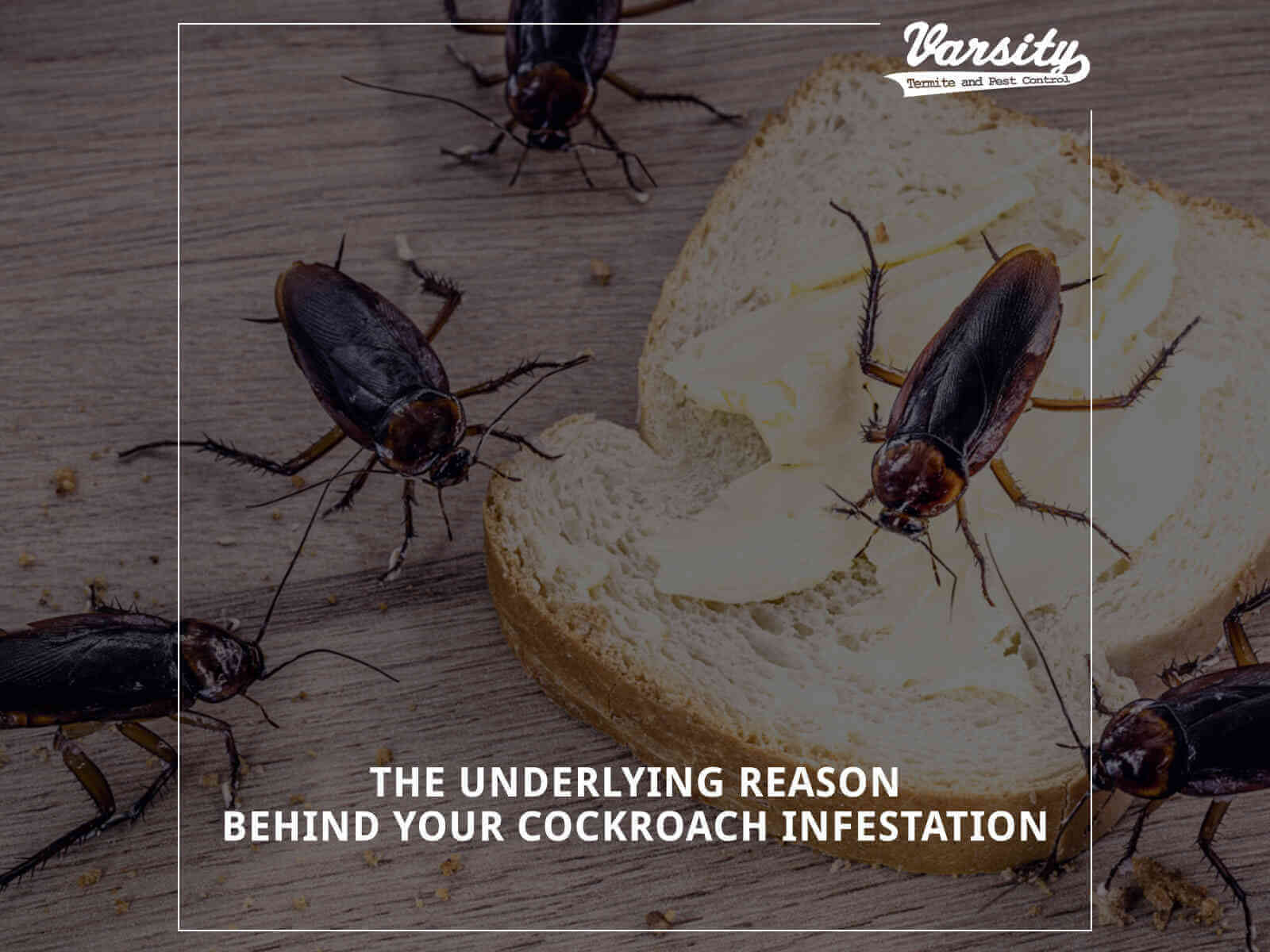 The Underlying Reason Behind Your Cockroach Infestation