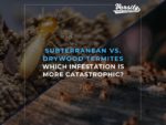 Subterranean vs. Drywood Termites: Which Infestation is More Catastrophic?