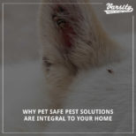 Why Pet Safe Pest Solutions Are Integral To Your Home