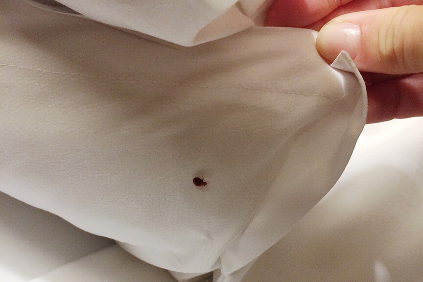 Effective Bed Bug Treatment For Your North Scottsdale Home