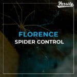 Spider Control In Florence AZ
