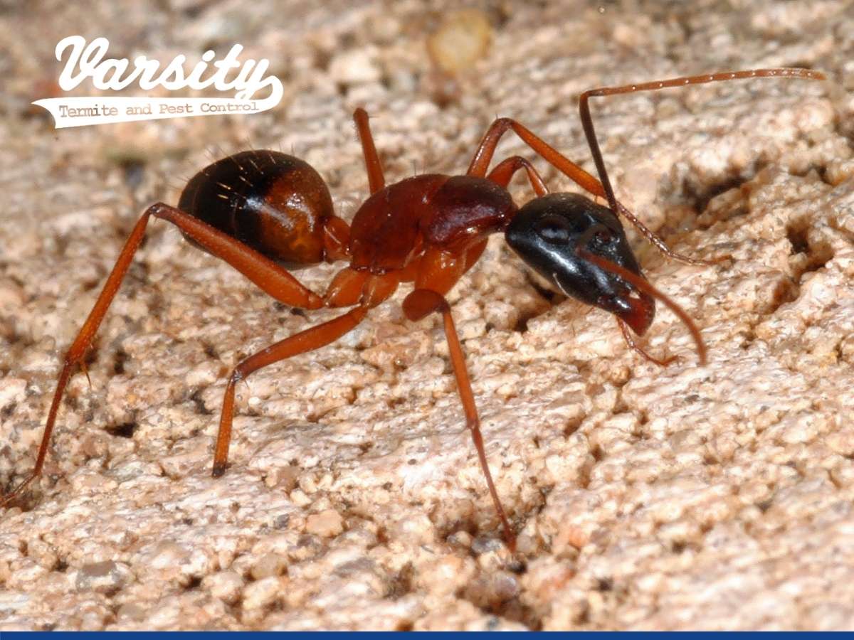 How To Effective Tips To Prevent Fire Ants In Phoenix, AZ.