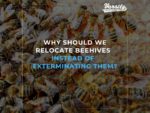 Why Should We Relocate Beehives Instead Of Exterminating Them