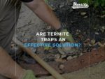 Are Termite Traps an Effective Solution?