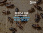 Should I Be Worried If I Have Crickets In My House?