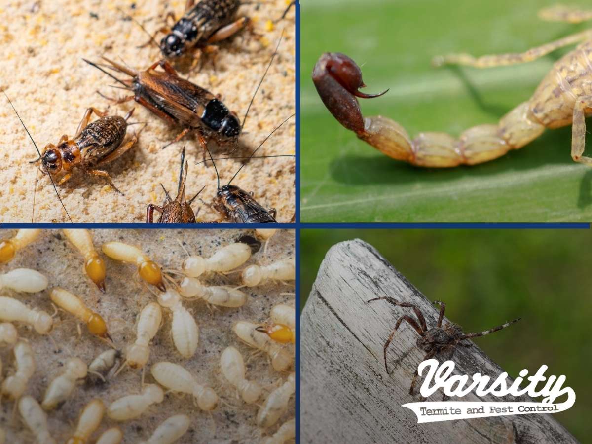Mesa Pest Control Describes Some Of The Most Common Pests That Might Be Lurking Around Your Home In AZ.