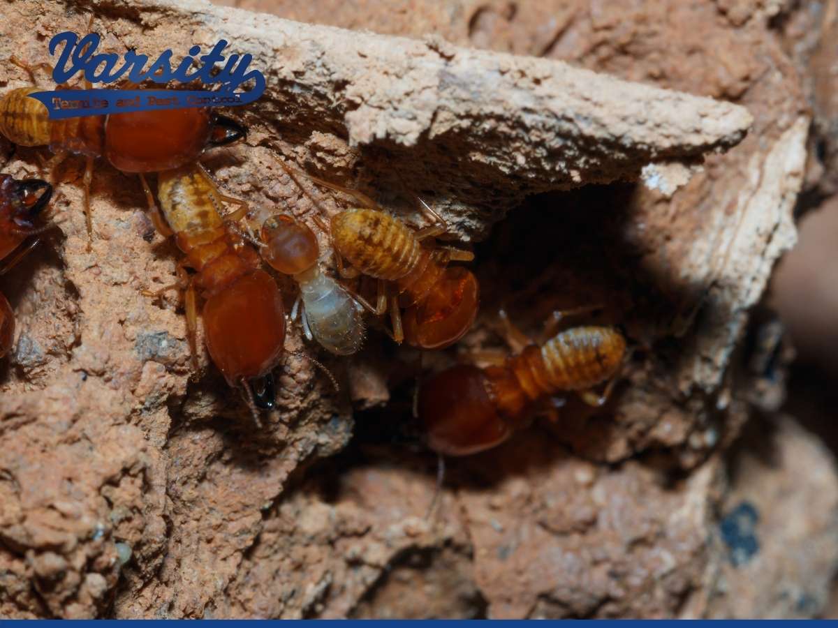Understanding The Importance Of Routine Termite Inspections In Arizona