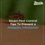 Smart Pest Control Tips To Prevent a Mosquito Infestation