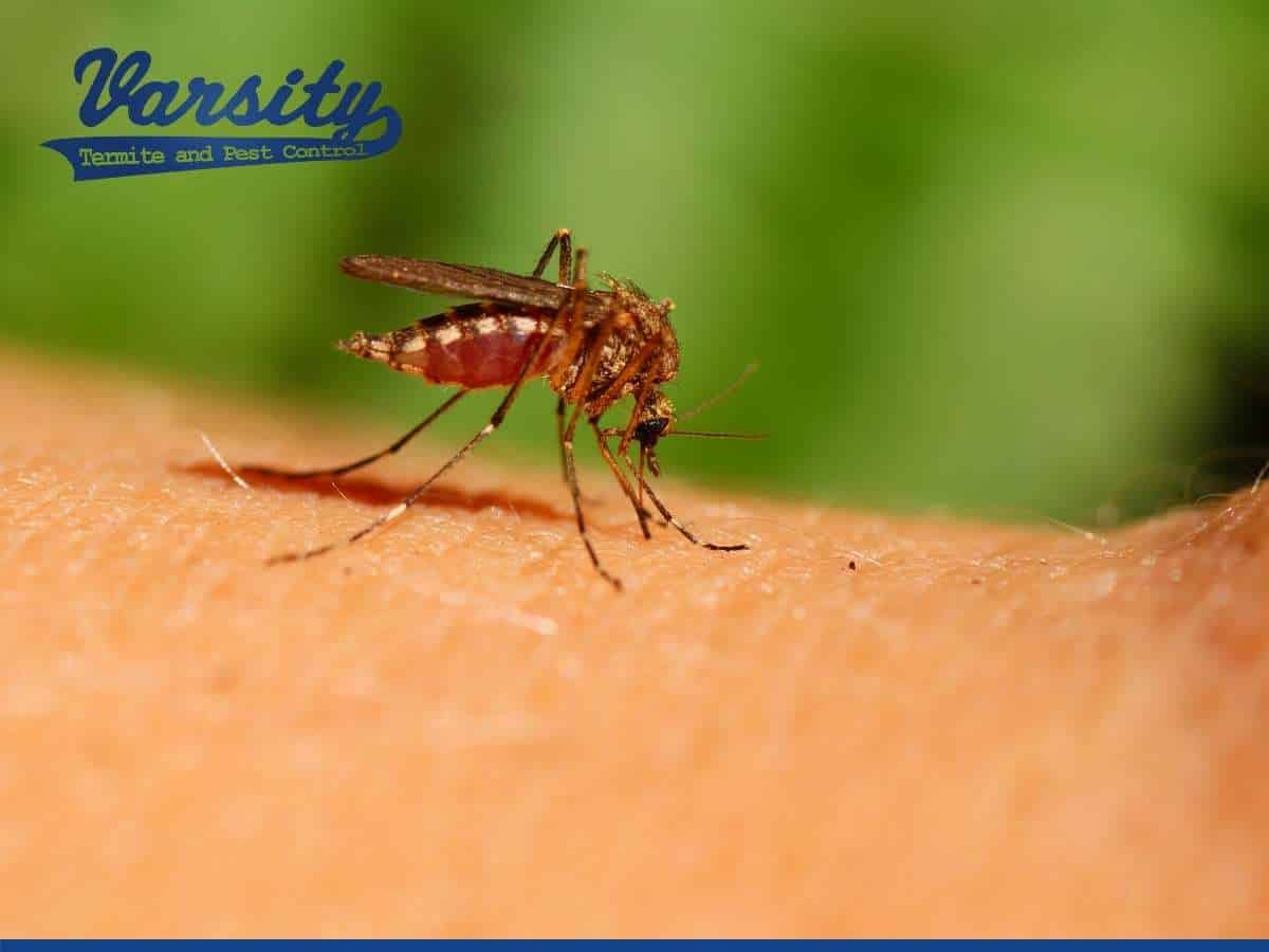 Avoid Mosquito Infestation In Your Arizona Home