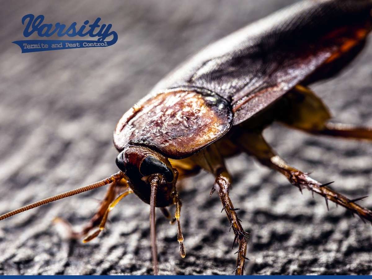 Tips To Prevent a Cockroach Infestation In Arizona